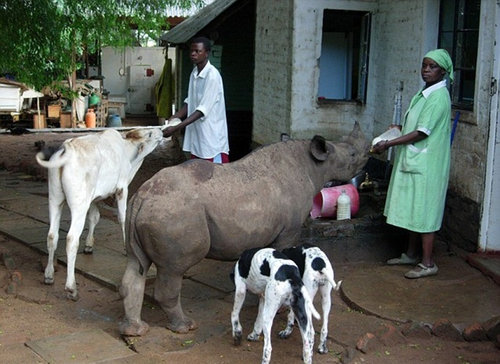 サイを飼う一家10