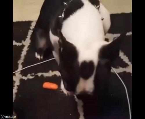 ニンジンを隠したかった犬07