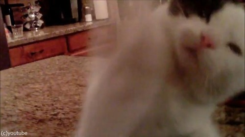 ドローンで猫撮ってみた03