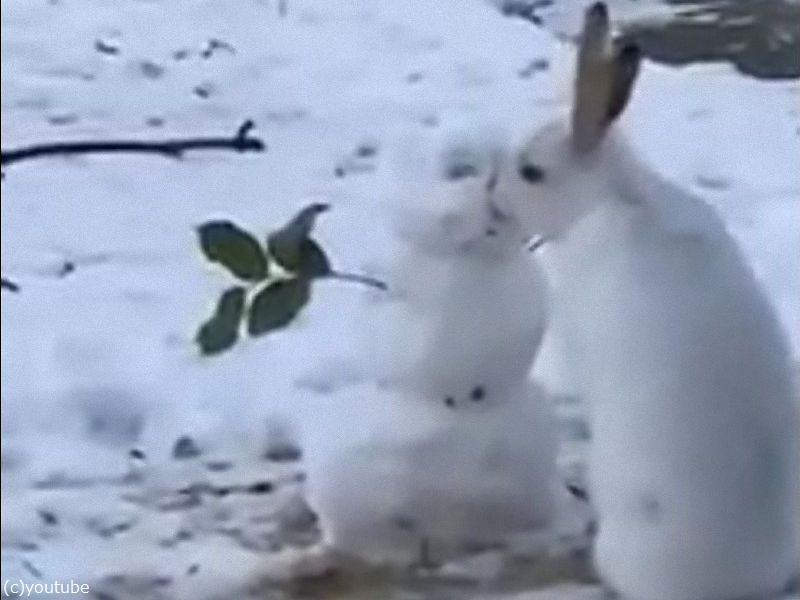 雪だるまの 鼻 をもぐもぐ食べるウサギ なぜなら 動画 らばq 雪だるまの 鼻 をもぐもぐ食べるウサギ なぜなら 動画 らばq