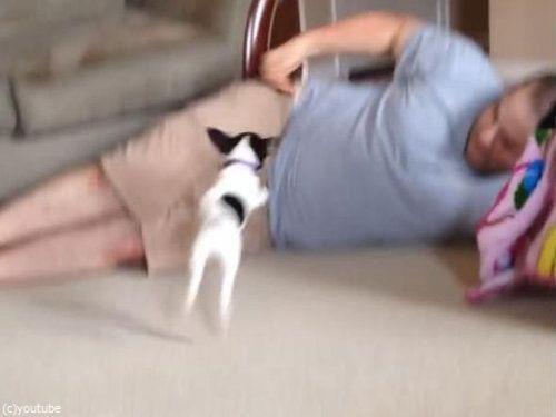 パパと子犬の戦い03