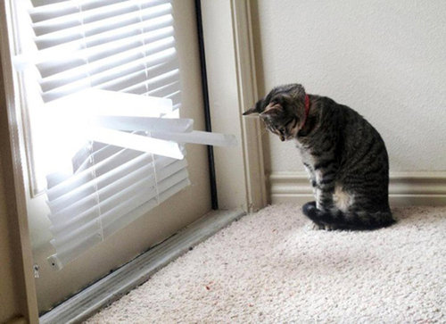 ペットがあなたの留守中にすること02