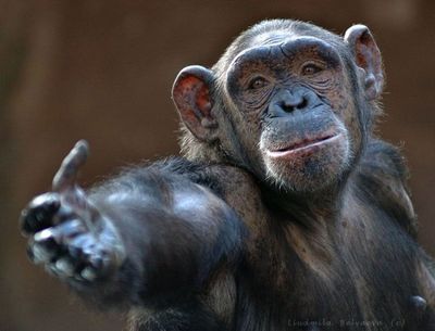 達観したような渋い、風格のある動物12