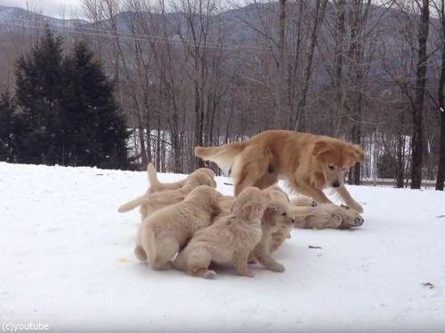 ママ犬とじゃれる子犬たち04