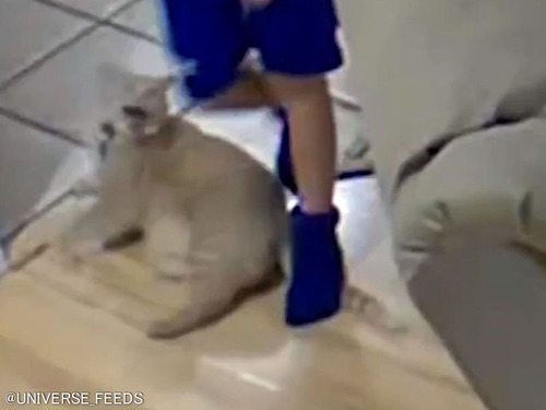 「猫の友情と犬の愛情が同時に確認できるとき…」信じられないハプニングの連鎖