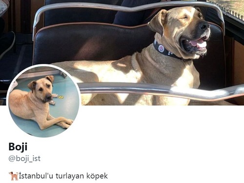 電車やバスで移動するトルコの野良犬