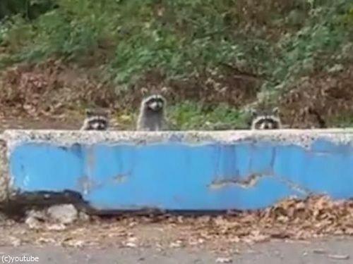 アライグマがモグラたたきみたいなことに04