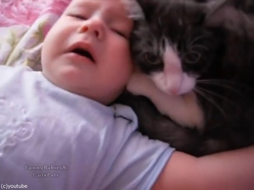 赤ちゃんをあやす猫05