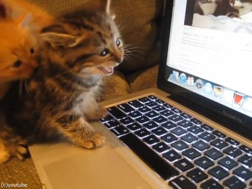 猫動画を見た子猫たち06