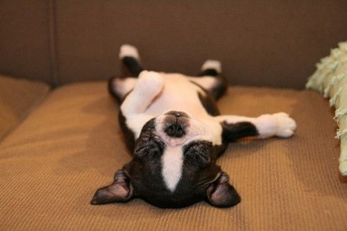 さんざん遊んだ後の犬たち04