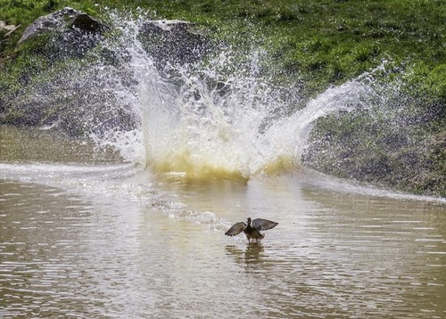 シロクマの失敗02