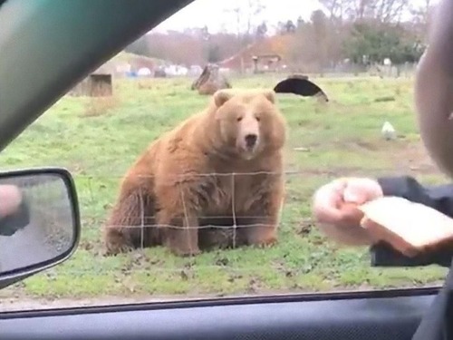 ���ޤ˿��ѥ��եꥹ�ӡ��Τ褦���ꤲ��01