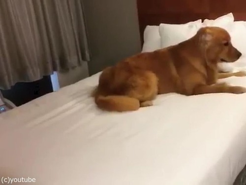 ベッド初体験の犬02