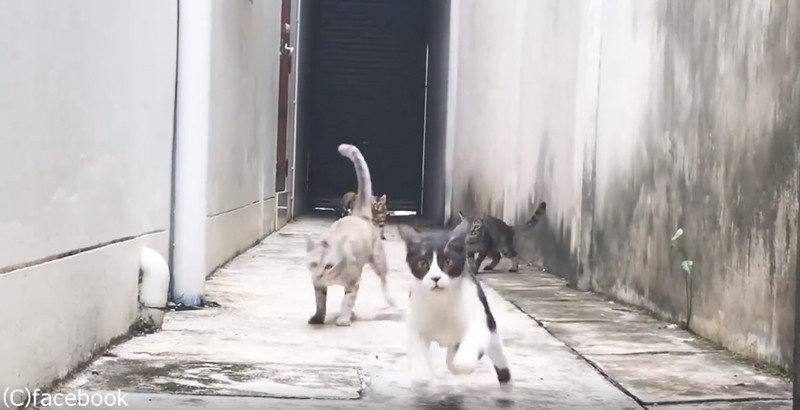 この猫たちの躍動感よ 忍者もびっくりの動き 動画 らばq この猫たちの躍動感よ 忍者もびっくりの動き 動画 らばq