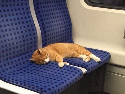 猫の日2019-15