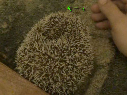 ハリネズミの無力化00