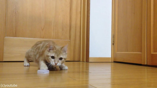 ǭ�����륭���ѡ�01