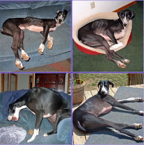 救助された犬や猫15