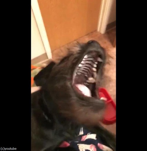 ドライヤーと犬02