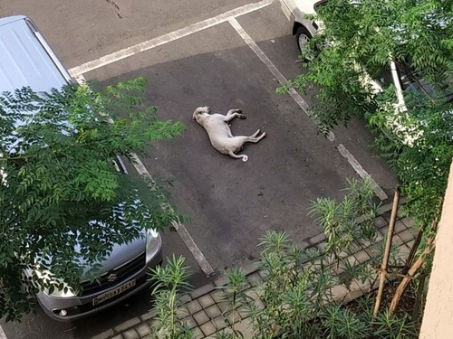 完璧に駐車する犬01