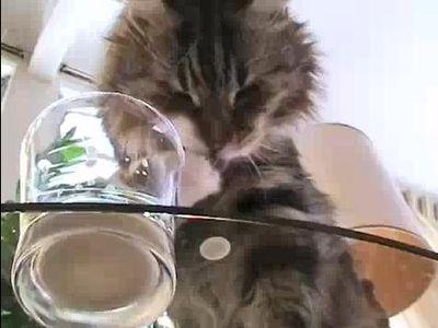 ミルク猫