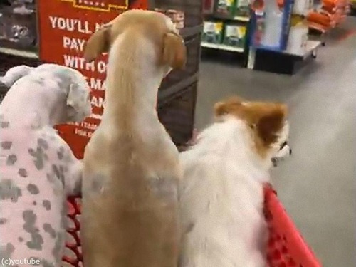 犬3匹並んでショッピングカートに乗る00