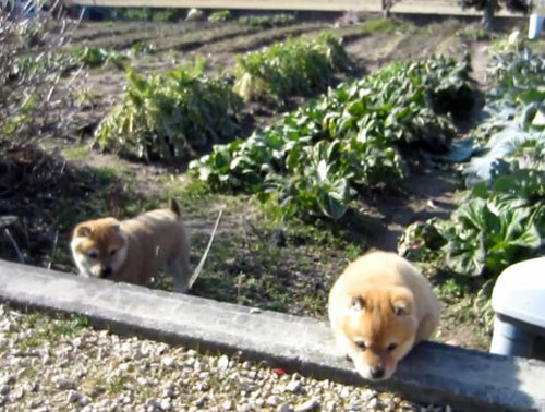 登れない子犬たち01