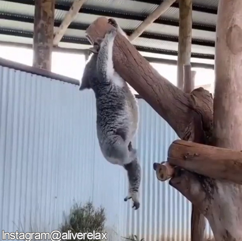 めっちゃ生活感あるコアラ01