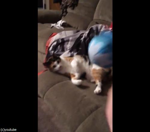 この可愛い生き物をゲットしたいけど01