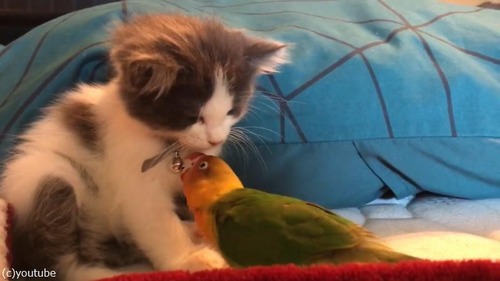ニャンコとオウムの微笑ましい関係02