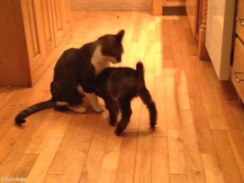 ǭ��Ƭ�ͤ��򤷤����֤����䥮04