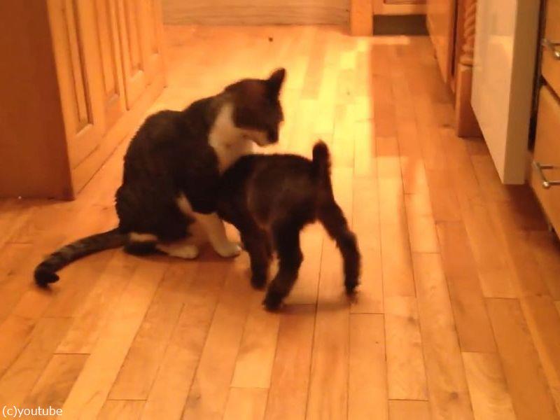 遊んでほしい赤ちゃんヤギが 猫に頭突きを仕掛けたら 動画 らばq