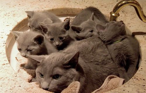 ママ猫＆犬が子育てに奮闘してるときの顔04