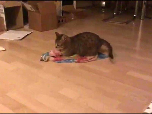 �Ի׵Ĥ�ǭ�ι�ư03