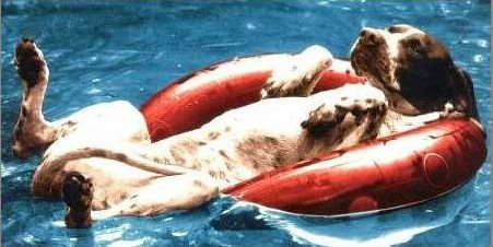 プールで遊び倒した後の犬04