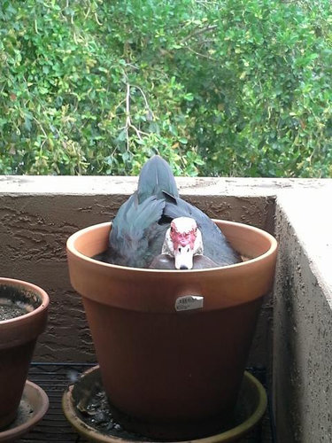 ベランダにカモが引っ越し05