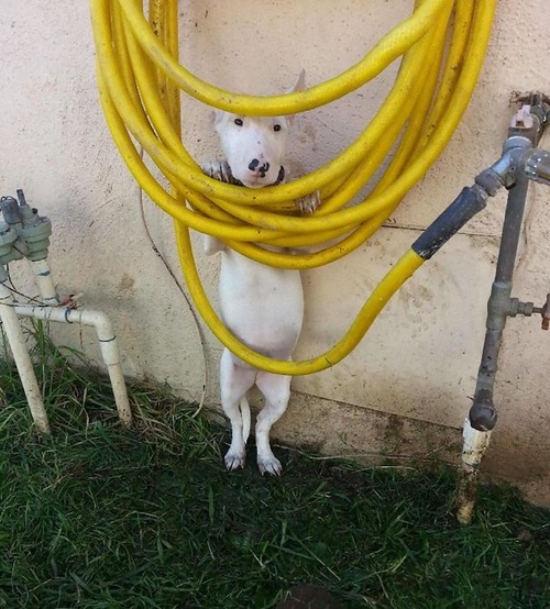 怖がりの犬11