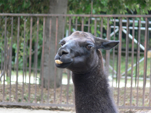 動物たちとのにらめっこ08