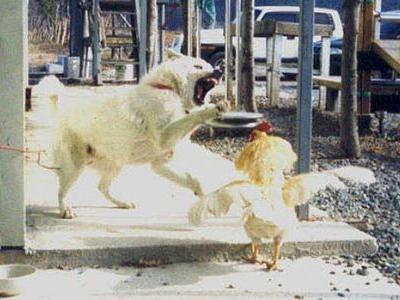 犬がニワトリと本気で戦う01
