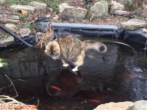 氷の上で追いかけっこ01