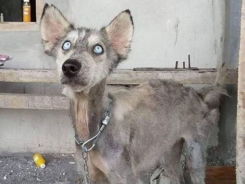 犬種がわからないほど弱っていた犬をケアしたら ハンサムなハスキーだった マピオンニュースの注目トピック 犬種がわからないほど弱っていた犬をケアしたら ハンサムなハスキーだった マピオンニュースの注目トピック