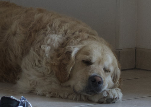 うちの犬は水に飛び込むと思った05
