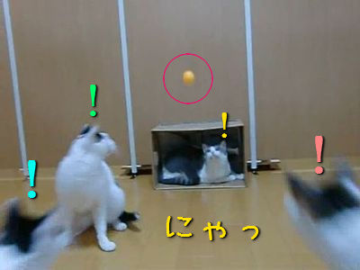 猫たちのワールドカップ