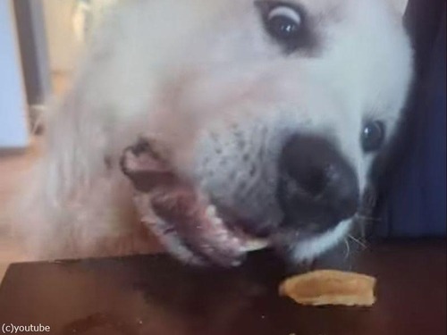 テーブルの上のおやつが食べられない犬