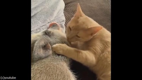 ǭ���֥��ˤ��ܳФ�Υ��奦02