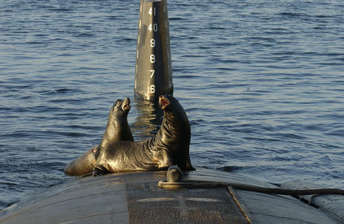 潜水艦にセイウチ04