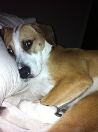 ペットと寝る理想と現実04