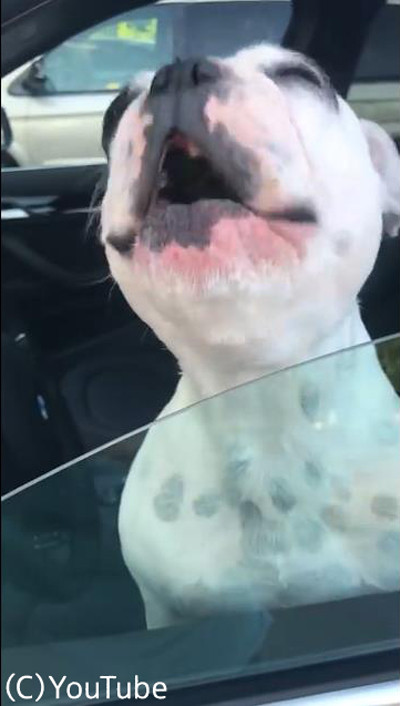 オペラ歌手志望(?)のブルドッグ04