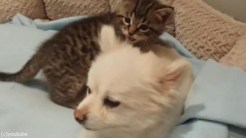 ̵�ٵ��ʻ�ǭ��ͷ�Ӥˡʻ����ʤ����դ��礦�ݥ��˥���01