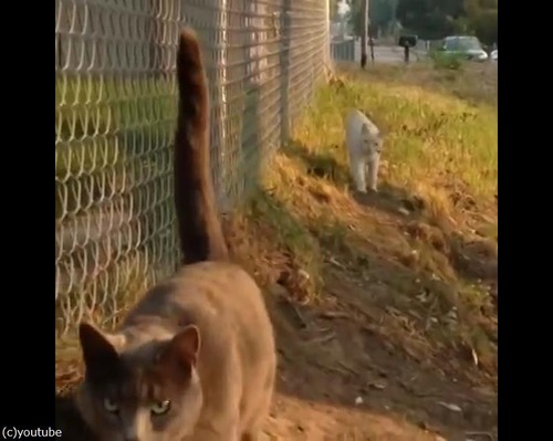 この猫は自分を車だと思ってる01